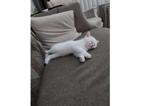 2 Aylık British Yavrumuza Yuva Arıyoruz