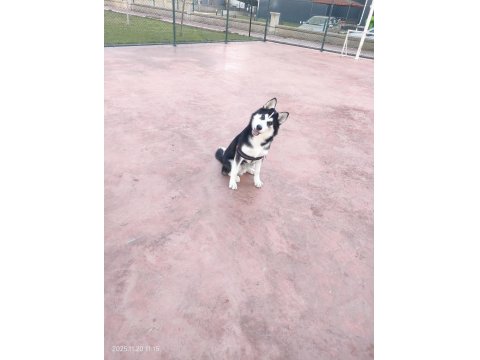 Orjinal Husky