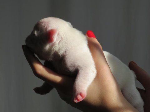 Beyaz Yüksek İhtimalle Mavi Gözlü French Bulldog Yavrumuz