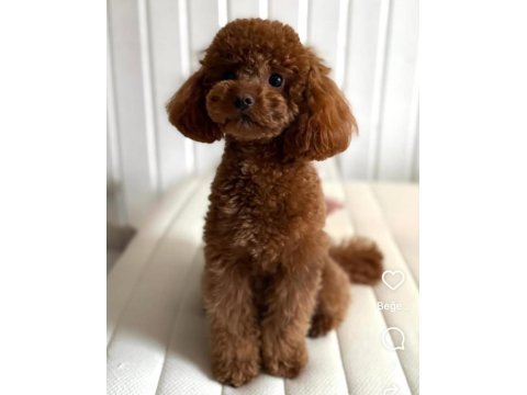 Brown Toy Poodle Erkek - Mini Boy (2.7 Kg) Çiftleşmeye Hazır