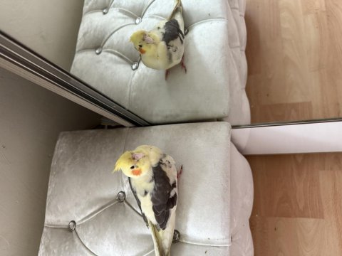 Üç Aylık Erkek Sultan Papağanı