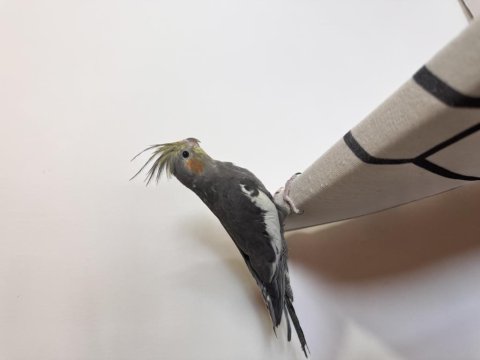 Sultan Papağanlar Sahiplendirilecek