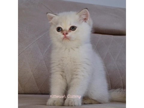 Golden Point British Shorthair Yavru Erkek