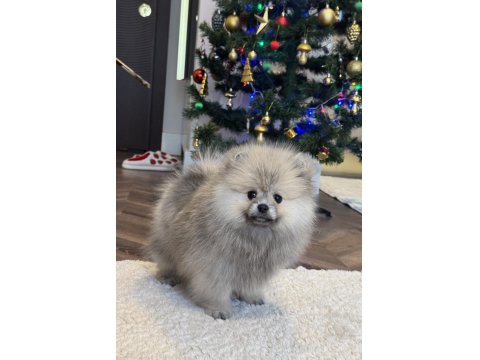 Dişi Ayı Surat Gülen Yüz Pomeranian