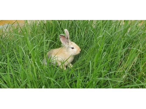 Çok Sevimli Mükemmel Tavşanlar