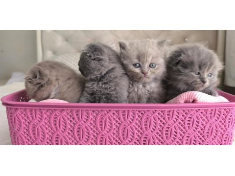 Scottish Fold Yavru Kediler