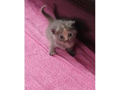 Scottish Fold Ve Scottish Straight Kardeşler