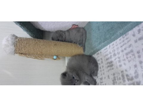 2 Gri British Longhair 40 Günlük