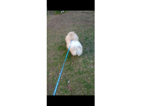 Pomeranian Boo 2 Yaşında Erkek