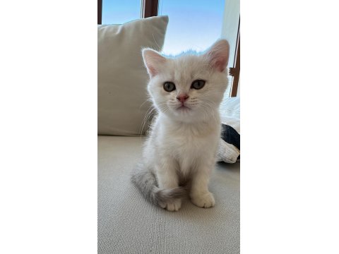 2 Aylık Dişi British Shorthair Kedimiz