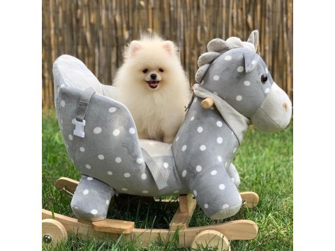 Pomeranian Boo Köpeği Yavruları