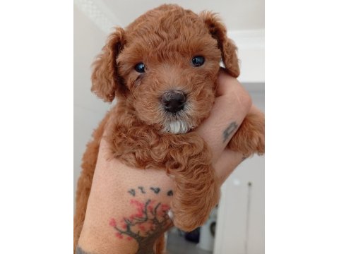 Safkan Red Brown Teacup Poodle