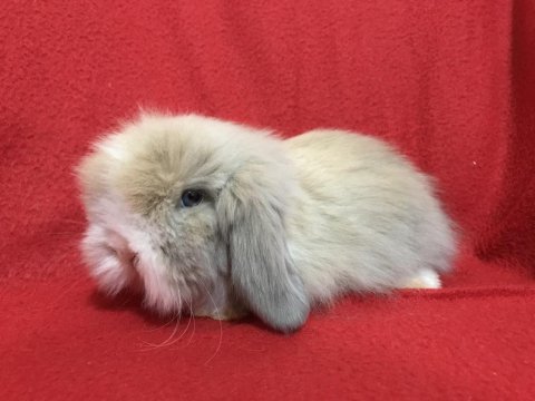 A Kalite Hollanda Teddy Lop Tavşanı