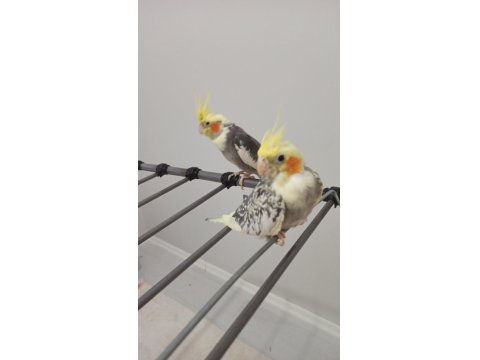 Tecrübeli Çift Sultan Papağanı Takım