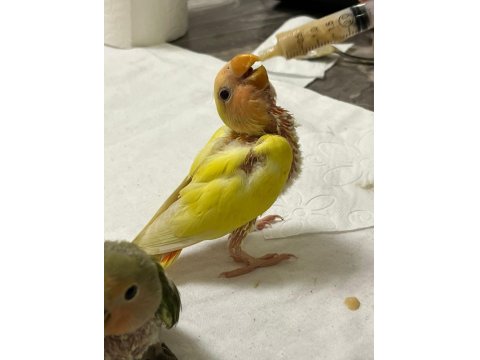 40 Günlük Sevda Papağanı Yavruları 1500 Tl