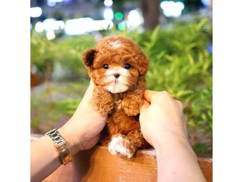 Toy Poodle Yavru (Ücretsiz Değildir)