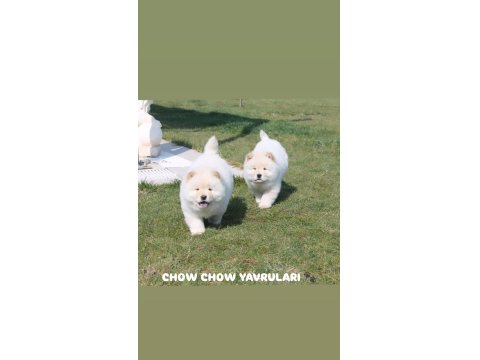 Ayı Surat Chow Chow Yavruları