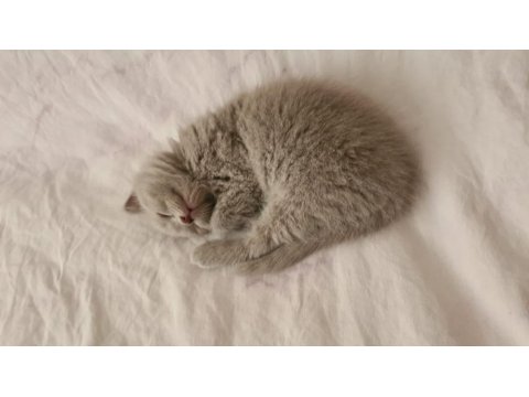 45 Günlük Lılac Ve Gri Scottish Fold Bebekler