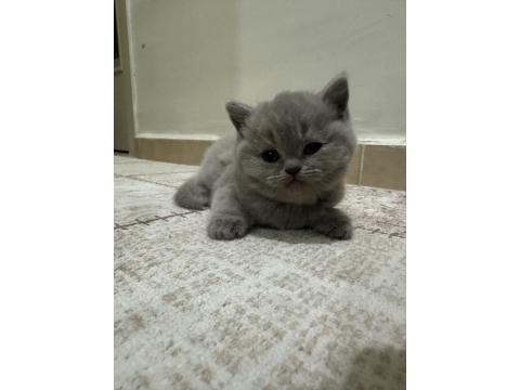1.5 Aylık Kızımızı Sahiplendiriyoruz British Shorthair