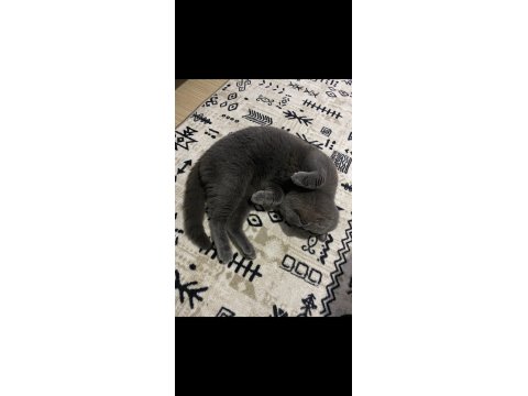 Safkan British Shorthair