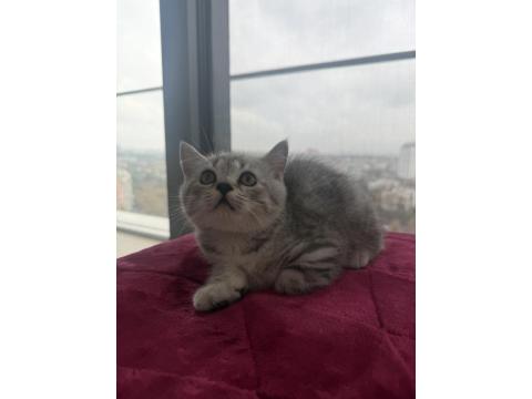 Yavru British Kedimiz