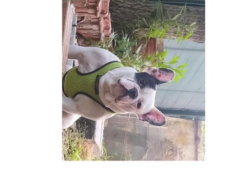 4 Yaşında Erkek Fransız Bulldog