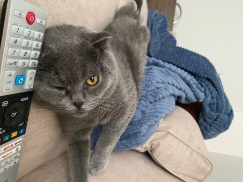 Erkek Kedi 1 Yaşında