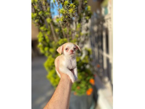 Teacup Mavi Göz Erkek Şivava Yavrum