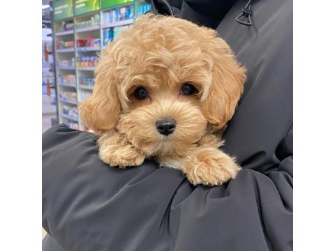 Dünya Tatlısı Maltipoo Yavruları