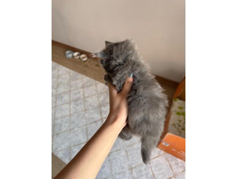 British Longhair Yavru Kedimiz