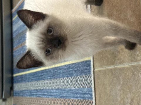 3 Aylık Oyuncu Has Safkan Yavru Kediler