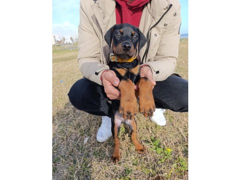 2,5 Aylık Erkek Yavru Doberman