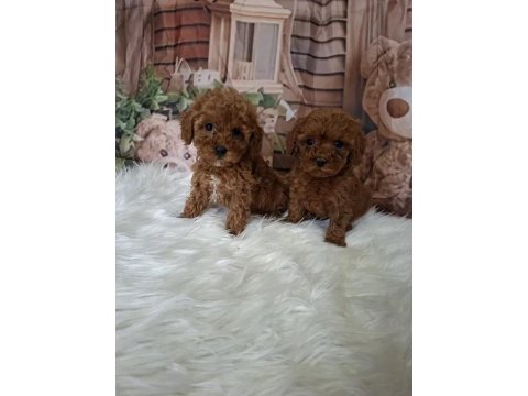 Mükemmel Toy Poodle Yavrularımız