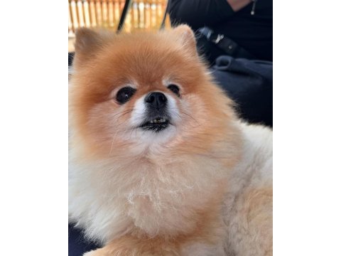 1 Yaşında Kadayıf Pomeranian İyi Aileden