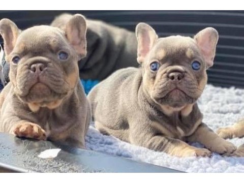 Fransız Bulldog Yavruları