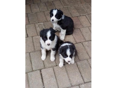 Sağlıklı Safkan Border Collie Bebekler