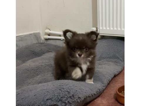 Çok Tatlı Şivava Bebekler