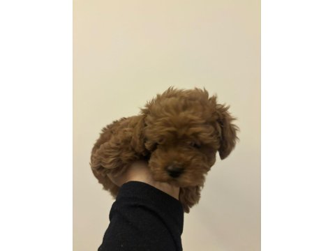 Toy Poodle Kore Yavrumuz Satılıktır