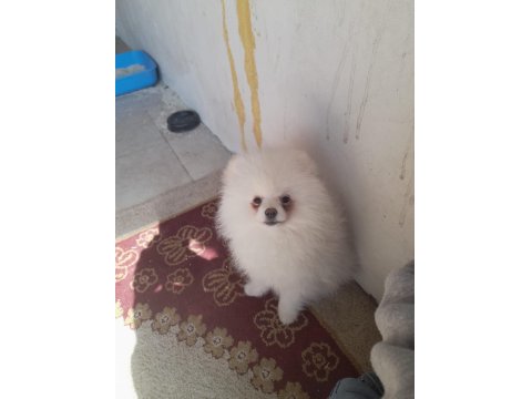 Pomeranian Boo Bebeğimiz 5 Aylık