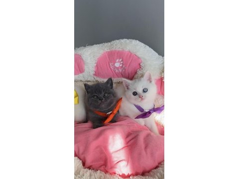 Nadir Bulunan Oddeyes Ve Blue British Bebeğim