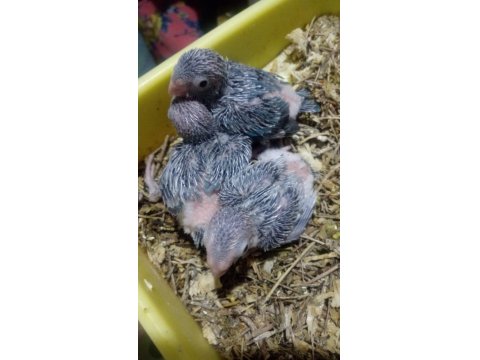 Forpus Papağanı Yavrularımız