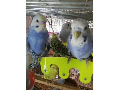 Erkek Muhabbet Kuşu Ele Alıştırmalık