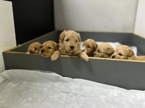 Orjinal Sağlıklı Maltipoo Bebekler