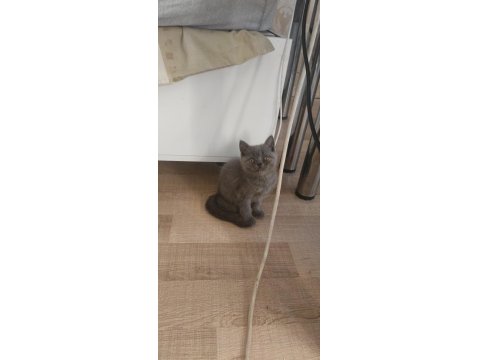Basık Surat Safkan British Shorthair Yavrularım