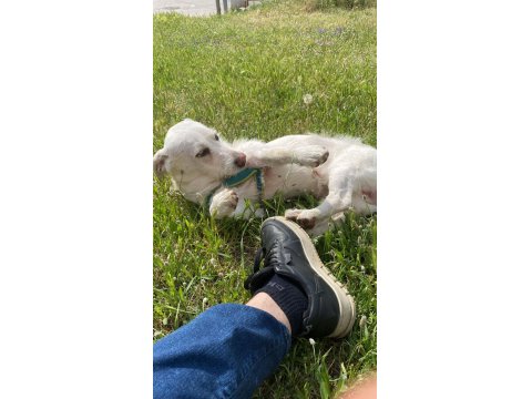 Köpeğimiz Luka Ya Acil Yuva