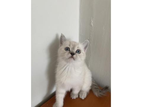 British Bluepoint Yavrularımız Yeni Yuvalarına Gitmeye Hazırlar