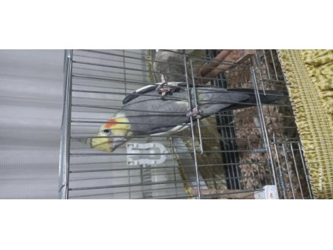 Çift Sultan Papağanı