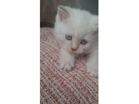Bembeyaz Mavi Gözlü Dişi British Shorthair Yavru