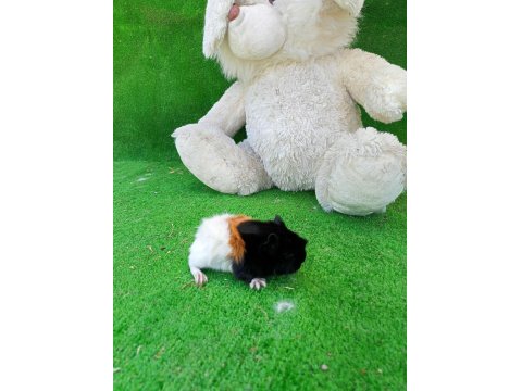 Sevimli Yavru Ginepigler