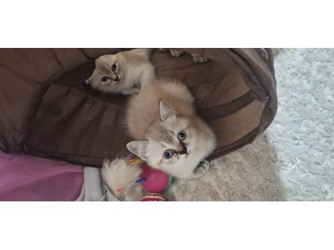 British Shorthair Blue Point